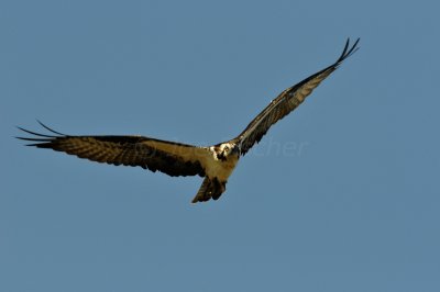 Brazoria County  2-25-11 0292.JPG
