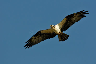 Brazoria County  2-25-11 0306.JPG