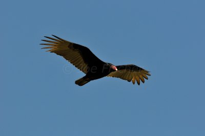 Brazoria County  2-25-11 0312.JPG