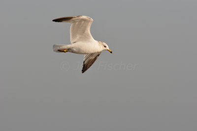 Brazoria County  2-25-11 0407.JPG