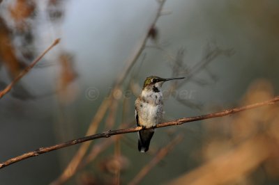 Brazoria County  2-26-11 0457.JPG