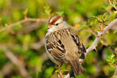 Brazoria County 3-6-11 0001.JPG