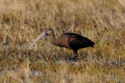 Brazoria NWR 2-20-11 0827.JPG