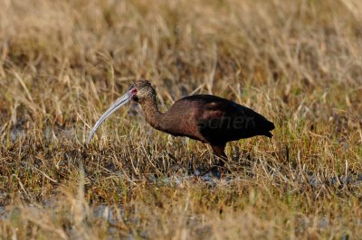 Brazoria NWR  2-20-11 0827.JPG