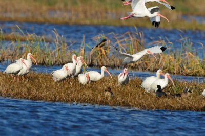 Brazoria NWR  2-20-11 0849.JPG