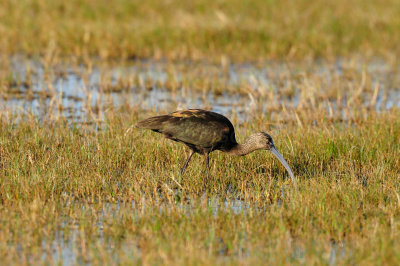 Brazoria NWR  2-20-11 0882.JPG