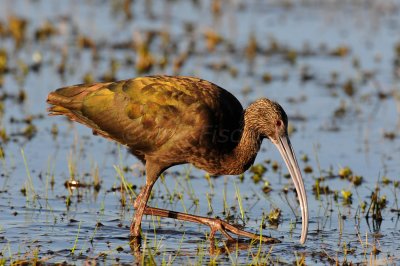 Brazoria NWR  2-20-11 0933.JPG