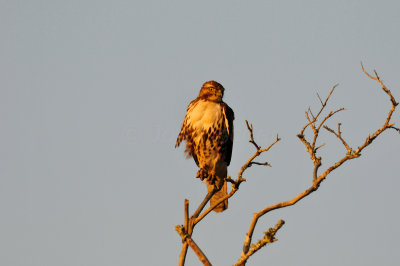 Brazoria NWR  2-20-11 0978.JPG