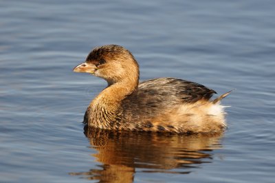 Brazoria NWR 2-13-11 0251.JPG