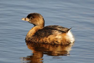 Brazoria NWR 2-13-11 0252.JPG