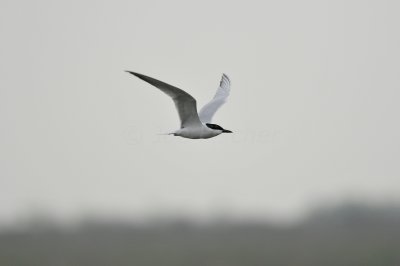 Brazoria NWR 3-26-11 2821.JPG