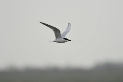 Brazoria NWR 3-26-11 2821.JPG