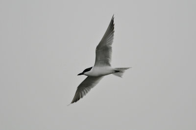 Brazoria NWR 3-26-11 2824.JPG