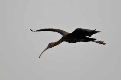 Brazoria NWR 3-26-11 2840.JPG