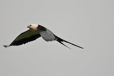 Brazoria NWR 3-26-11 2793.JPG