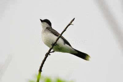 Brazoria NWR 3-26-11 2887.JPG