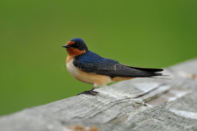 Brazoria NWR 3-26-11 2904.JPG