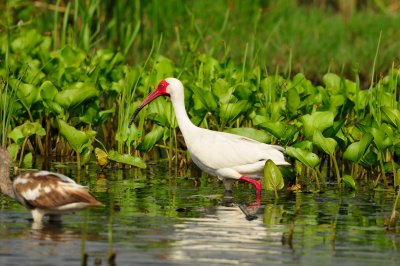 Brazoria NWR 4-21-11 0192.JPG