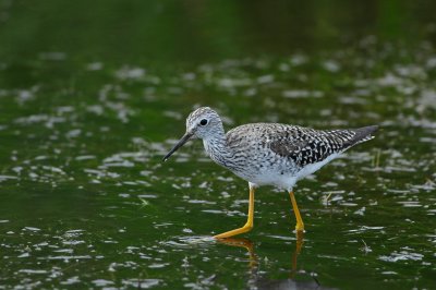 Brazoria NWR 4-21-11 0203.JPG