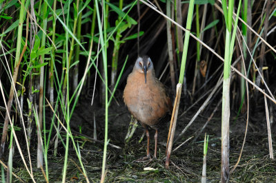 Brazoria NWR 4-21-11 0269.JPG