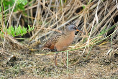 Brazoria NWR 4-21-11 0315.JPG