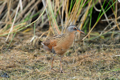 Brazoria NWR 4-21-11 0322.JPG