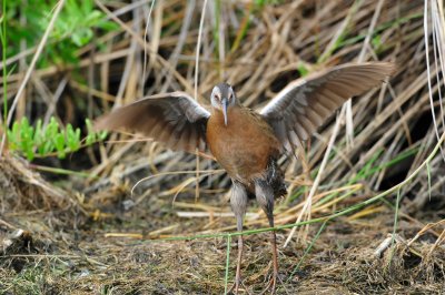 Brazoria NWR 4-21-11 0316.JPG