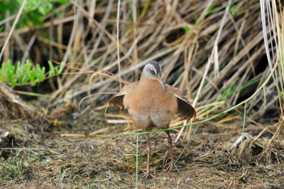 Brazoria NWR 4-21-11 0317.JPG