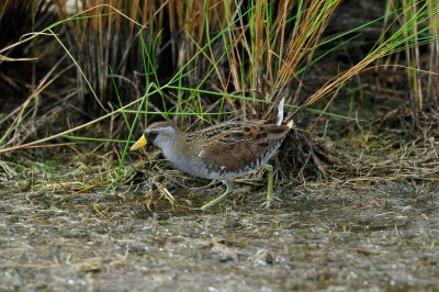 Brazoria NWR 4-21-11 0232.JPG