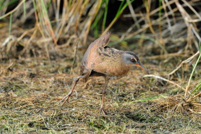 Brazoria NWR 4-21-11 0327.JPG
