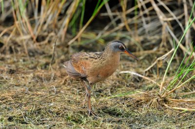Brazoria NWR 4-21-11 0330.JPG