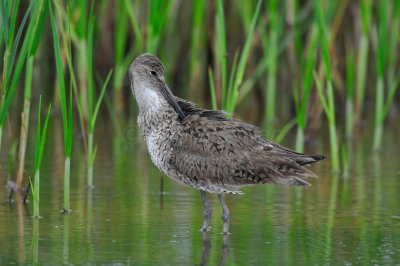 Brazoria NWR 5-15-10 0009.JPG