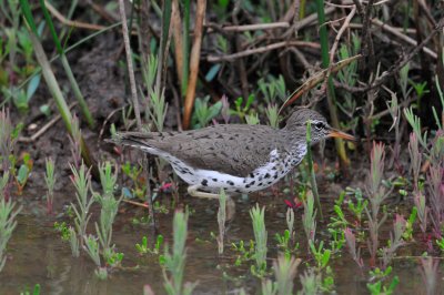 Brazoria NWR 5-15-10 0020.JPG