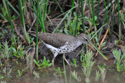 Brazoria NWR 5-15-10 0023.JPG