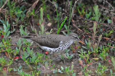 Brazoria NWR 5-15-10 0032.JPG