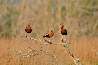 Brazoria NWR 6-11-11 0262.JPG