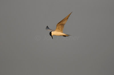 Brazoria NWR 6-11-11 0282.JPG