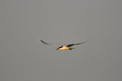 Brazoria NWR 6-11-11 0293.JPG