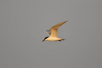Brazoria NWR 6-11-11 0315.JPG
