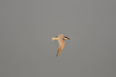 Brazoria NWR 6-11-11 0322.JPG