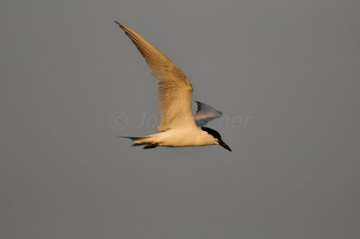 Brazoria NWR 6-11-11 0370.JPG