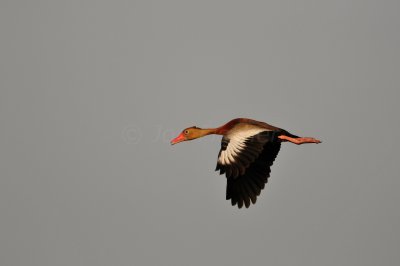 Brazoria NWR 6-11-11 0345.JPG