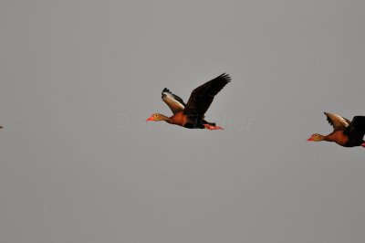 Brazoria NWR 6-11-11 0382.JPG
