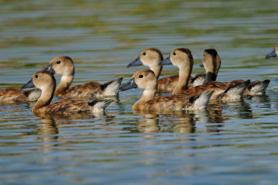 Brazoria NWR 8-15-10 1188.JPG