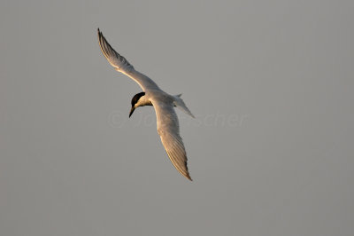 Brazoria NWR 6-11-11 0397.JPG