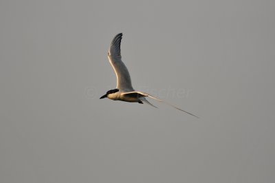 Brazoria NWR 6-11-11 0412.JPG