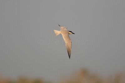 Brazoria NWR 6-11-11 0425.JPG