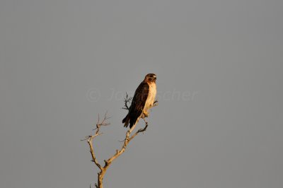 Brazoria NWR 6-11-11 0446.JPG