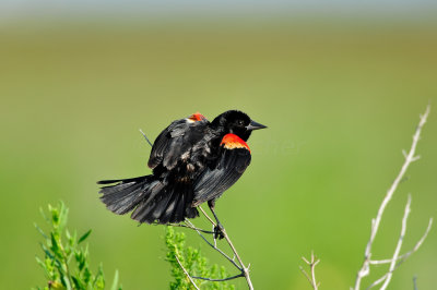 Brazoria NWR 7-5-10 0982.JPG