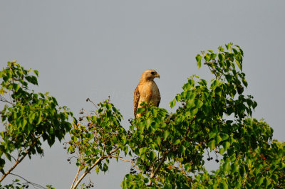 Brazoria NWR 6-11-11 0461.JPG